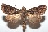  ( - 16-SRNP-101279)  @13 [ ] CreativeCommons  Attribution Non-Commercial Share-Alike (2017) Daniel H. Janzen Guanacaste Dry Forest Conservation Fund