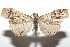  ( - 16-SRNP-101288)  @13 [ ] CreativeCommons  Attribution Non-Commercial Share-Alike (2017) Daniel H. Janzen Guanacaste Dry Forest Conservation Fund