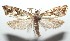  ( - 16-SRNP-101332)  @14 [ ] CreativeCommons  Attribution Non-Commercial Share-Alike (2017) Daniel H. Janzen Guanacaste Dry Forest Conservation Fund