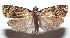  ( - 16-SRNP-101335)  @13 [ ] CreativeCommons  Attribution Non-Commercial Share-Alike (2017) Daniel H. Janzen Guanacaste Dry Forest Conservation Fund