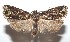  ( - 16-SRNP-101336)  @14 [ ] CreativeCommons  Attribution Non-Commercial Share-Alike (2017) Daniel H. Janzen Guanacaste Dry Forest Conservation Fund