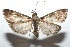  ( - 16-SRNP-101344)  @14 [ ] CreativeCommons  Attribution Non-Commercial Share-Alike (2017) Daniel H. Janzen Guanacaste Dry Forest Conservation Fund