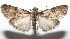  ( - 16-SRNP-101345)  @14 [ ] CreativeCommons  Attribution Non-Commercial Share-Alike (2017) Daniel H. Janzen Guanacaste Dry Forest Conservation Fund