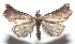  ( - 16-SRNP-101352)  @14 [ ] CreativeCommons  Attribution Non-Commercial Share-Alike (2017) Daniel H. Janzen Guanacaste Dry Forest Conservation Fund
