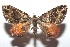  ( - 16-SRNP-101414)  @13 [ ] CreativeCommons  Attribution Non-Commercial Share-Alike (2017) Daniel H. Janzen Guanacaste Dry Forest Conservation Fund
