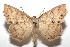  ( - 16-SRNP-101452)  @14 [ ] CreativeCommons  Attribution Non-Commercial Share-Alike (2017) Daniel H. Janzen Guanacaste Dry Forest Conservation Fund