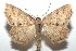  ( - 16-SRNP-101457)  @14 [ ] CreativeCommons  Attribution Non-Commercial Share-Alike (2017) Daniel H. Janzen Guanacaste Dry Forest Conservation Fund
