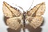  (Cratoptera atina5827 - 16-SRNP-101466)  @14 [ ] CreativeCommons  Attribution Non-Commercial Share-Alike (2017) Daniel H. Janzen Guanacaste Dry Forest Conservation Fund