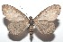  ( - 16-SRNP-101469)  @14 [ ] CreativeCommons  Attribution Non-Commercial Share-Alike (2017) Daniel H. Janzen Guanacaste Dry Forest Conservation Fund