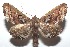  ( - 16-SRNP-101477)  @13 [ ] CreativeCommons  Attribution Non-Commercial Share-Alike (2017) Daniel H. Janzen Guanacaste Dry Forest Conservation Fund