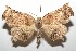  ( - 16-SRNP-101481)  @12 [ ] CreativeCommons  Attribution Non-Commercial Share-Alike (2017) Daniel H. Janzen Guanacaste Dry Forest Conservation Fund