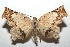  ( - 16-SRNP-101482)  @12 [ ] CreativeCommons  Attribution Non-Commercial Share-Alike (2017) Daniel H. Janzen Guanacaste Dry Forest Conservation Fund