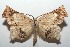  ( - 16-SRNP-101484)  @12 [ ] CreativeCommons  Attribution Non-Commercial Share-Alike (2017) Daniel H. Janzen Guanacaste Dry Forest Conservation Fund