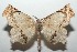  ( - 16-SRNP-101485)  @12 [ ] CreativeCommons  Attribution Non-Commercial Share-Alike (2017) Daniel H. Janzen Guanacaste Dry Forest Conservation Fund