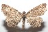  (Oenoptila BioLep467 - 16-SRNP-101489)  @15 [ ] CreativeCommons  Attribution Non-Commercial Share-Alike (2017) Daniel H. Janzen Guanacaste Dry Forest Conservation Fund