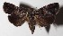  ( - 16-SRNP-10159)  @13 [ ] CreativeCommons  Attribution Non-Commercial Share-Alike (2017) Daniel H. Janzen Guanacaste Dry Forest Conservation Fund