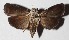  ( - 16-SRNP-10159)  @13 [ ] CreativeCommons  Attribution Non-Commercial Share-Alike (2017) Daniel H. Janzen Guanacaste Dry Forest Conservation Fund