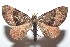  ( - 16-SRNP-101630)  @11 [ ] CreativeCommons  Attribution Non-Commercial Share-Alike (2017) Daniel H. Janzen Guanacaste Dry Forest Conservation Fund