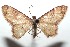 (Lobocleta BioLep363 - 16-SRNP-101633)  @14 [ ] CreativeCommons  Attribution Non-Commercial Share-Alike (2017) Daniel H. Janzen Guanacaste Dry Forest Conservation Fund