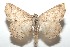  ( - 16-SRNP-101642)  @14 [ ] CreativeCommons  Attribution Non-Commercial Share-Alike (2017) Daniel H. Janzen Guanacaste Dry Forest Conservation Fund