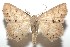  ( - 16-SRNP-101643)  @15 [ ] CreativeCommons  Attribution Non-Commercial Share-Alike (2017) Daniel H. Janzen Guanacaste Dry Forest Conservation Fund