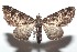  ( - 16-SRNP-101661)  @14 [ ] CreativeCommons  Attribution Non-Commercial Share-Alike (2017) Daniel H. Janzen Guanacaste Dry Forest Conservation Fund