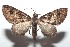  ( - 16-SRNP-101662)  @13 [ ] CreativeCommons  Attribution Non-Commercial Share-Alike (2017) Daniel H. Janzen Guanacaste Dry Forest Conservation Fund