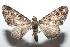  ( - 16-SRNP-101663)  @14 [ ] CreativeCommons  Attribution Non-Commercial Share-Alike (2017) Daniel H. Janzen Guanacaste Dry Forest Conservation Fund