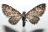  ( - 16-SRNP-101666)  @13 [ ] CreativeCommons  Attribution Non-Commercial Share-Alike (2017) Daniel H. Janzen Guanacaste Dry Forest Conservation Fund