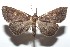  ( - 16-SRNP-101690)  @14 [ ] CreativeCommons  Attribution Non-Commercial Share-Alike (2017) Daniel H. Janzen Guanacaste Dry Forest Conservation Fund