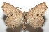  ( - 16-SRNP-101698)  @15 [ ] CreativeCommons  Attribution Non-Commercial Share-Alike (2017) Daniel H. Janzen Guanacaste Dry Forest Conservation Fund