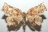  ( - 16-SRNP-101699)  @12 [ ] CreativeCommons  Attribution Non-Commercial Share-Alike (2017) Daniel H. Janzen Guanacaste Dry Forest Conservation Fund