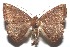  ( - 16-SRNP-101705)  @14 [ ] CreativeCommons  Attribution Non-Commercial Share-Alike (2017) Daniel H. Janzen Guanacaste Dry Forest Conservation Fund
