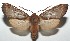  ( - 16-SRNP-101731)  @14 [ ] CreativeCommons  Attribution Non-Commercial Share-Alike (2017) Daniel H. Janzen Guanacaste Dry Forest Conservation Fund