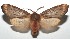  ( - 16-SRNP-101732)  @14 [ ] CreativeCommons  Attribution Non-Commercial Share-Alike (2017) Daniel H. Janzen Guanacaste Dry Forest Conservation Fund