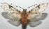  ( - 16-SRNP-101733)  @14 [ ] CreativeCommons  Attribution Non-Commercial Share-Alike (2017) Daniel H. Janzen Guanacaste Dry Forest Conservation Fund