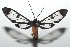  ( - 16-SRNP-101745)  @14 [ ] CreativeCommons  Attribution Non-Commercial Share-Alike (2017) Daniel H. Janzen Guanacaste Dry Forest Conservation Fund