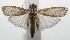  ( - 16-SRNP-101788)  @14 [ ] CreativeCommons  Attribution Non-Commercial Share-Alike (2017) Daniel H. Janzen Guanacaste Dry Forest Conservation Fund