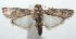  (epipaBioLep01 BioLep18 - 16-SRNP-101791)  @13 [ ] CreativeCommons  Attribution Non-Commercial Share-Alike (2017) Daniel H. Janzen Guanacaste Dry Forest Conservation Fund