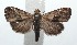  ( - 16-SRNP-101795)  @14 [ ] CreativeCommons  Attribution Non-Commercial Share-Alike (2017) Daniel H. Janzen Guanacaste Dry Forest Conservation Fund