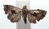  ( - 16-SRNP-101796)  @13 [ ] CreativeCommons  Attribution Non-Commercial Share-Alike (2017) Daniel H. Janzen Guanacaste Dry Forest Conservation Fund
