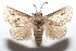  ( - 16-SRNP-101818)  @15 [ ] CreativeCommons  Attribution Non-Commercial Share-Alike (2017) Daniel H. Janzen Guanacaste Dry Forest Conservation Fund