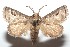  ( - 16-SRNP-101821)  @14 [ ] CreativeCommons  Attribution Non-Commercial Share-Alike (2017) Daniel H. Janzen Guanacaste Dry Forest Conservation Fund