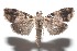  ( - 16-SRNP-101830)  @13 [ ] CreativeCommons  Attribution Non-Commercial Share-Alike (2017) Daniel H. Janzen Guanacaste Dry Forest Conservation Fund