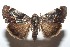  ( - 16-SRNP-101839)  @14 [ ] CreativeCommons  Attribution Non-Commercial Share-Alike (2017) Daniel H. Janzen Guanacaste Dry Forest Conservation Fund