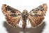  ( - 16-SRNP-101840)  @14 [ ] CreativeCommons  Attribution Non-Commercial Share-Alike (2017) Daniel H. Janzen Guanacaste Dry Forest Conservation Fund