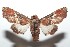  ( - 16-SRNP-101860)  @14 [ ] CreativeCommons  Attribution Non-Commercial Share-Alike (2017) Daniel H. Janzen Guanacaste Dry Forest Conservation Fund
