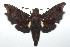  ( - 16-SRNP-101887)  @14 [ ] CreativeCommons  Attribution Non-Commercial Share-Alike (2017) Daniel H. Janzen Guanacaste Dry Forest Conservation Fund