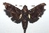 ( - 16-SRNP-101888)  @14 [ ] CreativeCommons  Attribution Non-Commercial Share-Alike (2017) Daniel H. Janzen Guanacaste Dry Forest Conservation Fund