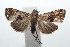  ( - 16-SRNP-101935)  @13 [ ] CreativeCommons  Attribution Non-Commercial Share-Alike (2017) Daniel H. Janzen Guanacaste Dry Forest Conservation Fund